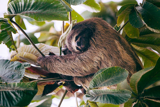 Célébrons la Vie Sauvage : La Journée Mondiale de la Faune et de la Flore