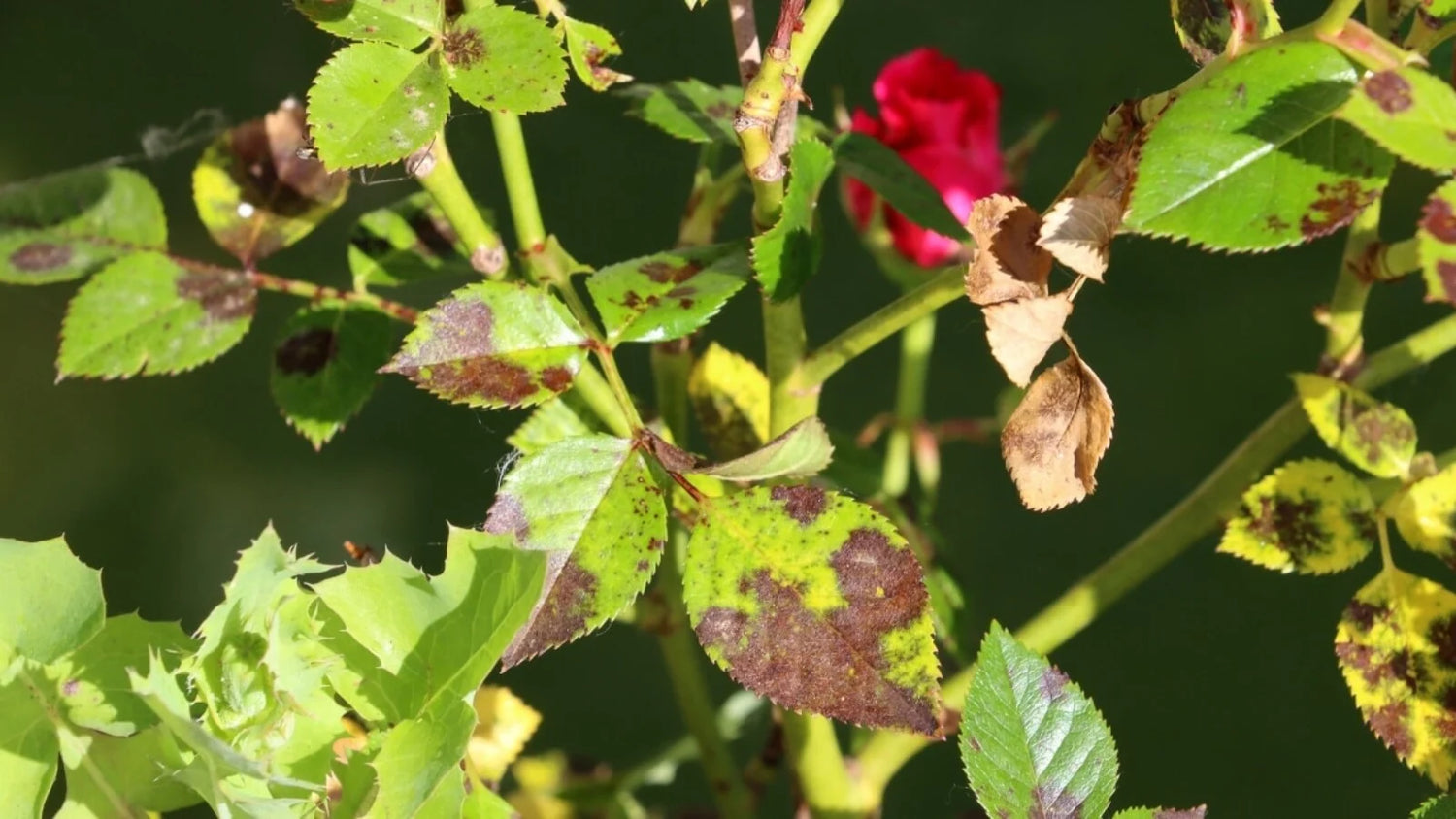 Comment Traiter et Prévenir la Tache Noire sur les Roses